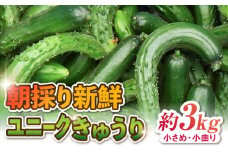 朝採り新鮮ユニークきゅうり 3kg（小さめ・小曲り） /株式会社 y's company（utsu和ya） [UDX003]