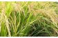 武雄産米粉 800g（栽培期間中農薬・化学肥料不使用のお米使用）/株式会社 y’s company（utsu和ya） [UDX0