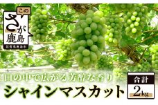 D-17 【先行予約】大満足の2kg【たっぷり3～5房】JA直送♪シャインマスカット【2025年8月中旬より発送】佐賀県鹿島市から産地直送皮ごと食べられる贅沢ぶどう 葡萄 果物 フルーツ 旬 甘い 美味しい 人気 ギフト◎ 送料無料 
