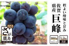 B-69  【先行予約】【数量限定】毎年人気の巨峰◆佐賀県 鹿島市産 巨峰 【300ｇ×4パック 計1.2kg 】 ふるさと納税 巨峰 ぶどう 葡萄 果物 フルーツ 果実 国産 佐賀県 鹿島市 ふるさと 人気 送料無料