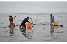 C-12 【有明海伝統ワラスボ漁体験】すぼかき体験で珍魚と出会う【体験チケット１枚（お二人様が利用可）】