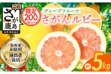 数量限定 リピーター続出 グレープフルーツ「さがんルビー」 約5kg 防腐剤不使用 希少 デザート スイーツ 柑橘 果物 くだもの 果実 国産 グレープフルーツ ふるさと納税 佐賀県 鹿島市 B-2