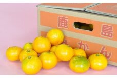 B-273”やーらしか”鹿島産みかん 約12kg 小粒サイズ（10月中旬以降出荷予定）