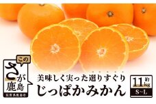 B-162 ”じっぱか”鹿島産みかん 約11kg 大中小サイズ別
