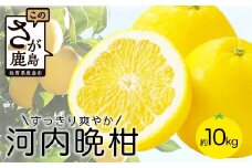 【2025年4月頃～5月下旬頃出荷】B-211 爽やかな味わい 河内晩柑 約10kg 和製グレープフルーツ ばんかん 柑橘 かんきつ みかん ミカン 果物 くだもの おやつ 国産 鹿島市 鹿島産 さっぱり すっきり ビタミンC 常温  