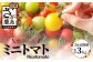 鹿島産　カラフルミニトマト 【1kg×3回定期便】