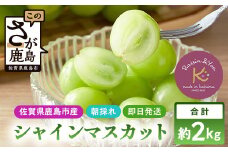 朝採れ即日発送◆数量限定◆シャインマスカット 約2kg 3～4房【先行予約】【2025年8月中旬～9月下旬配送予定】鮮度第一 可愛いラッピングで贈り物にも◎ ご褒美 プレゼント 贈答 ギフト 果物 葡萄 ぶどう マスカット 野菜 佐賀 鹿島市 人気 送料無料 C-38