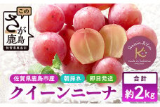 朝採れ即日発送◆数量限定◆クイーンニーナ 約2kg 3～4房【先行予約】【2025年8月中旬～9月下旬配送予定】鮮度第一 可愛いラッピングで贈り物にも◎ ご褒美 プレゼント 贈答 ギフト 果物 葡萄 ぶどう マスカット 野菜 佐賀 鹿島市 人気 送料無料 C-39
