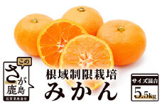 B-344【12月下旬頃お届け】鹿島 平倉果樹園の根域制限栽培みかん（石地）【 約5.5kg サイズ混合】普通のみかんより糖度が１～２度高いみかん ミカン 蜜柑 果物 フルーツ 佐賀県 鹿島市 送料無料