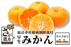 B-343 甘い！鹿島みかん 根域制限栽培みかん 早生 【約5.5kg】 普通栽培より糖度が1〜2度高いみかん サイズ混合 S〜L【11月中旬～下旬お届け】みかん ミカン 蜜柑 果物 フルーツ 佐賀県 鹿島市 送料無料