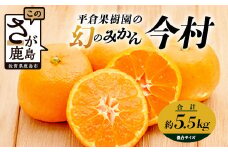 B-345《まぼろしのみかん》鹿島 平倉果樹園のみかん『今村』 約5.5kg サイズ混合 みかん 希少 幻 まぼろし 蜜柑 ミカン オレンジ フルーツ 果物 高糖系 平均糖度12度 佐賀県 鹿島市 人気 おすすめ 送料無料【2026年2月上旬から2月末まで配送】