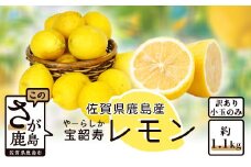 A-140＼訳あり＆希少品種！／ 低温蔵出し 宝韶寿レモン 約1.2kg（小玉のみ）｜ノーワックス 国産レモン 皮まで安心 フルーツ 柑橘類 調味用 ドリンク用 お菓子作りにも 