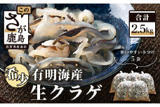 B-433【有明海産】希少！新物！生クラゲ2.5kg（ビゼンクラゲ）