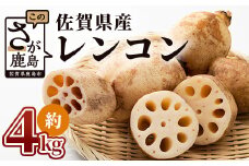 佐賀県産 れんこん 約4kg 野菜 やさい レンコン れんこん 蓮根 料理 贈り物 プレゼント 贈答 ギフト 野菜ギフト ふるさと納税 佐賀県 鹿島市 A-169