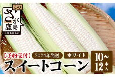 予約受付【限定30セット】ホワイトコーン 10～12本入 とうもろこし トウモロコシ 野菜 B-733 佐賀 鹿島 スイートコーン