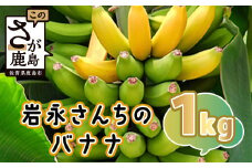＼農林水産大臣賞受賞（施設トマトの部）／【岩永さんちのバナナ 約1kg 5～8本入り】【生産者直送】 無農薬 化学肥料不使用 有機栽培 手造り肥料 上品な甘さ  もちもち食感 フルーティ  おやつ 健康 安心安全 ふるさと納税   B-824