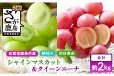 朝採れシャインマスカット＆クイーンニーナ食べ比べセット約2kg 3～4房【先行予約】【2025年8月下旬～9月下旬配送予定】朝採れ即日発送！ジューシー高糖度 新鮮 生産者直送 果物 フルーツ 冷蔵便 丁寧なラッピング ギフト 贈答 化粧箱入り 送料無料 D-243