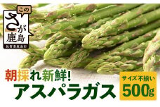 新鮮朝獲れ！！鹿島市産 アスパラガス 合計500g 【美味しい野菜で彩を】アスパラ 野菜 やさい 九州 国産 佐賀　B-854