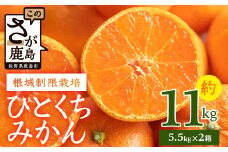 【１２月頃お届け】鹿島みかん　根域制限栽培一口みかん 約5.5kg×２箱【約１１kg】 B-876