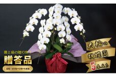 大輪胡蝶蘭（5本立）お祝い 立て札 対応 産地直送