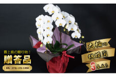 大輪胡蝶蘭（3本立）産地直送便　立て札対応