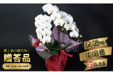 大輪胡蝶蘭（3本立）産地直送便　立て札対応