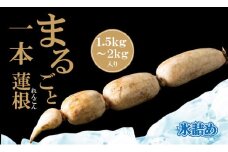 まるごと一本！氷詰めレンコン（1.5～2kg）新鮮な鮮度