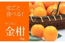 【先行予約受付中（１月出荷）】好評！ご家庭用完熟キンカン（1kg）甘くて 大きい 金柑