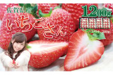いちごさん 4箱セット（合計1,200g） ふるかわ農園   苺 （300～350g×4P）