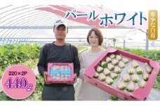 佐賀県産いちご 白イチゴ パールホワイト （220g×2P）合計440g 水田苺園