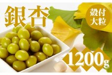 【先行予約】大粒銀杏（殻付き)1,200g 江里口加工所 ぎんなん 季節 旬の食材 秋の味覚 茶碗蒸し レンチン 佐賀県 小城市