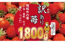 訳あり苺（1.800g）ふるかわ農園  いちご 苺 いちごさん 各種 スムージー ジャム作りに最適！
