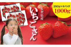 佐賀ブランド苺「いちごさん」合計1,000g（250g×4セット）凛々  イチゴ