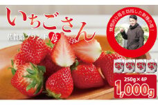 佐賀ブランド苺 いちごさん（250g×4P）合計1kgなかはら農園  イチゴ