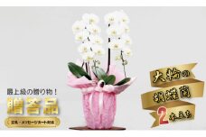 大輪胡蝶蘭（2本立）産地直送便　立て札対応