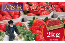 大容量いちごさん  1kg×２箱（2,000g）ふるかわ農園 イチゴ  大中小 サイズ 優品等級 苺 大量 段ボール配送 加工品用