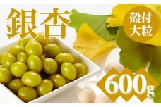 【先行予約】大粒銀杏 (殻付き) 600g 江里口加工所 ぎんなん 季節 旬の食材 秋の味覚 茶碗蒸し レンチン 佐賀県 小城市