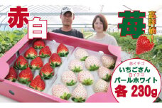 佐賀県産いちご 新品種 パールホワイト＆いちごさん（各１パック）水田苺園