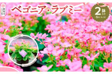 【先行受付9月より発送 数量･期間限定】鉢花 ベゴニア・ラブミー 5号鉢×2鉢 【鉢花 ふるさと納税 敬老の日ギフト ベゴニア】(H069115)