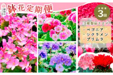 【先行受付9月より発送 数量･期間限定】鉢花 3回定期便 (9月・11月・1月お届け) 【鉢花 ふるさと納税 定期便】(H069117)