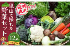 里山で採れた野菜セットレギュラー 12品 【有機野菜 おまかせ野菜セット イタリア野菜 西洋野菜】(H078105)