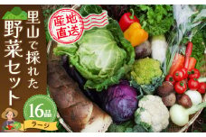 里山で採れた野菜セットラージ 16品 【有機野菜 おまかせ野菜セット イタリア野菜 西洋野菜】(H078109)