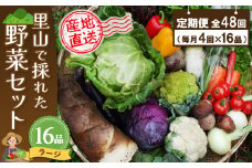 年間定期便48回 里山で採れた野菜セットラージ 16品 【有機野菜 おまかせ野菜セット イタリア野菜 西洋野菜 定期便】(H078112)
