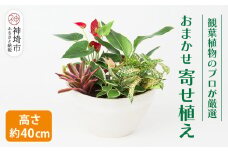 オリジナルアレンジ観葉植物　Mサイズ【寄せ植え インテリア リビング 室内 グリーン 植物 癒し リフレッシュ】 (H086105)