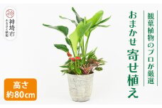 オリジナルアレンジ観葉植物　Lサイズ【寄せ植え インテリア リビング 室内 グリーン 植物 癒し リフレッシュ】 (H086106)