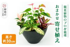オリジナルアレンジ観葉植物　Sサイズ【寄せ植え インテリア リビング 室内 グリーン 植物 癒し リフレッシュ】 (H086104)
