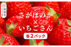 【2026年1月上旬より発送開始】苺(さがほのか・いちごさん)各2パック【果物 くだもの フルーツ イチゴ 佐賀】(H116136)