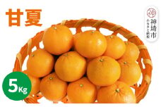 【2026年4月中旬より発送開始】甘夏 5kg【みかん 柑橘 フルーツ デザート】(H116143)