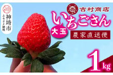 【令和8年1月中旬より順次発送】大玉いちごさん 4パック 約1kg (平詰め・2P×2箱) 【大玉 いちご 苺 いちごさん 農家発送 甘い お菓子作り フルーツ】(H098106)