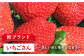 さがほのか・いちごさん（1回4P約1kg）